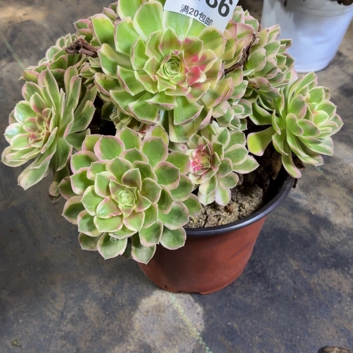 瑞妈多肉园艺186，