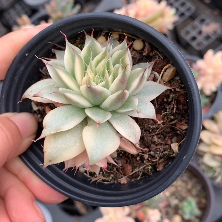 银星锦多肉植物的