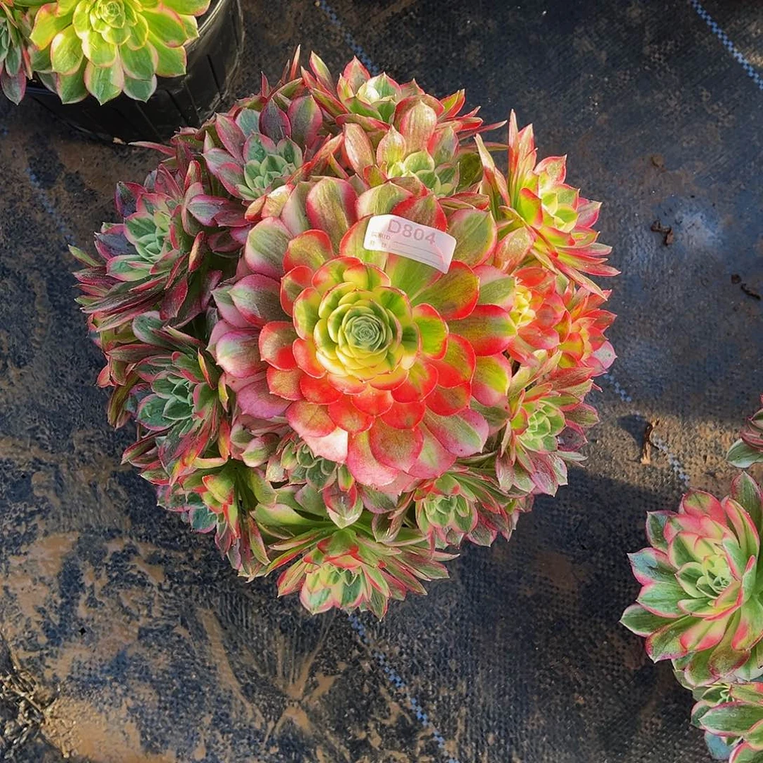 完全开放多肉植物804海鲜法师