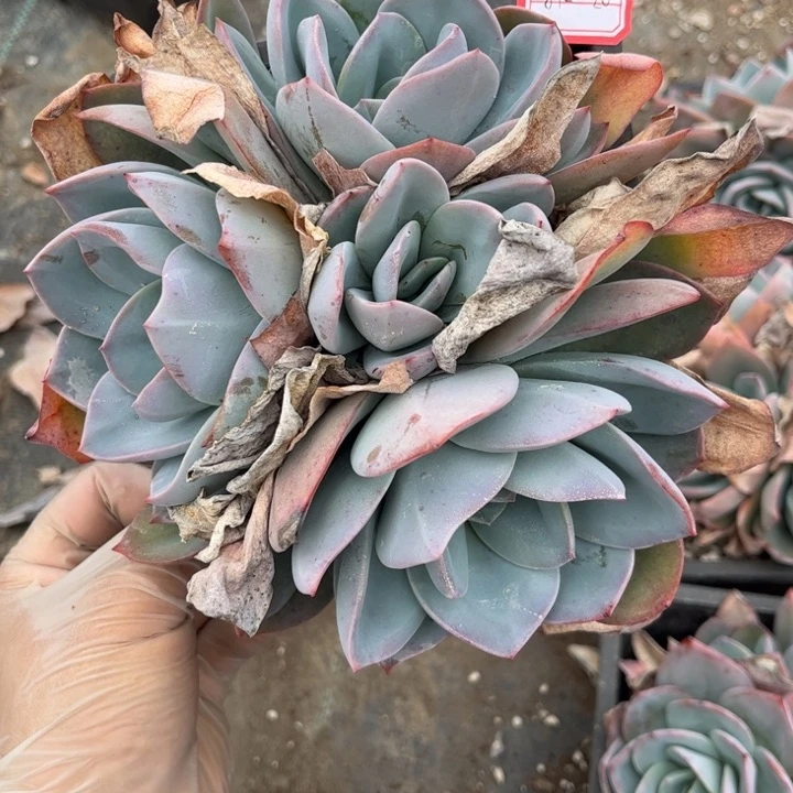 掂布鲁蓝4头140盆