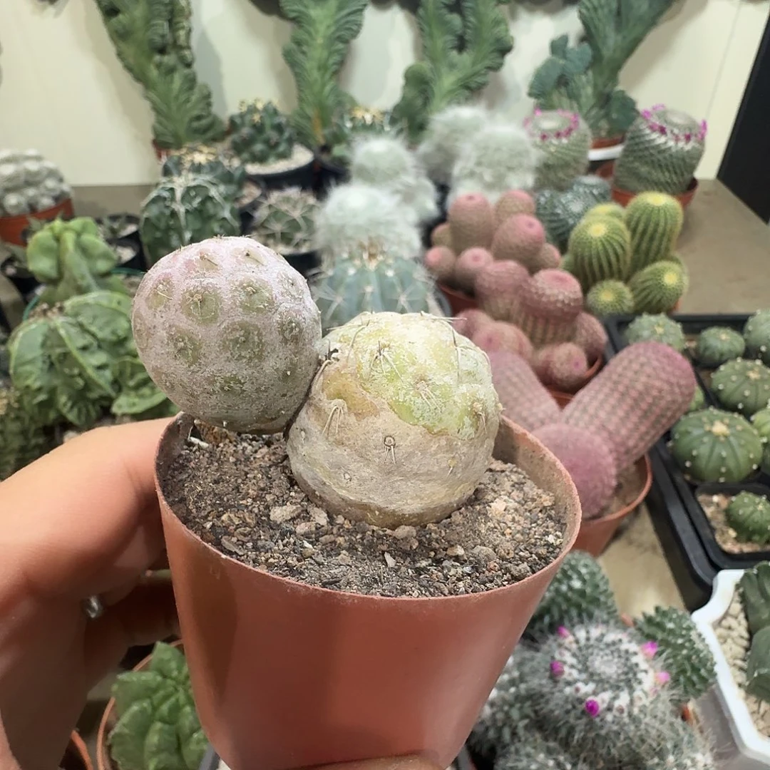 习志野单颗包邮