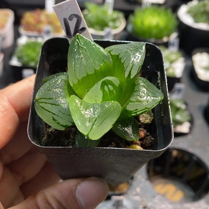 冰城寿玉露背窗三杰之一