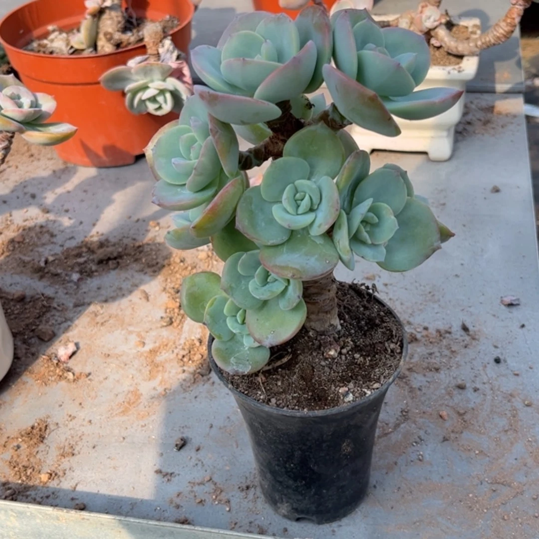 【闪购商品】无花朵用****7