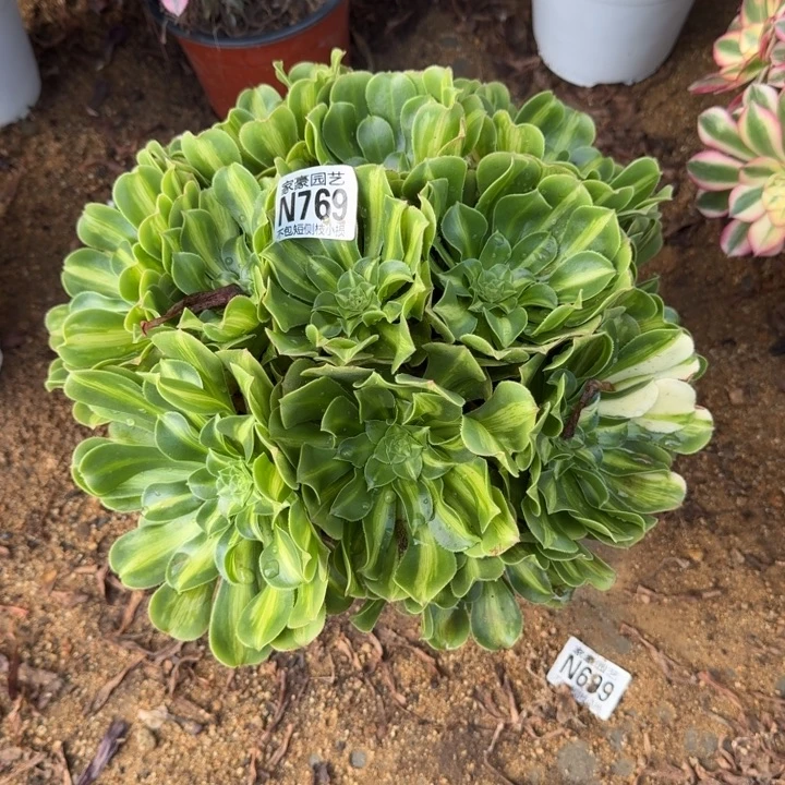 769翡翠琉璃官服30左右2