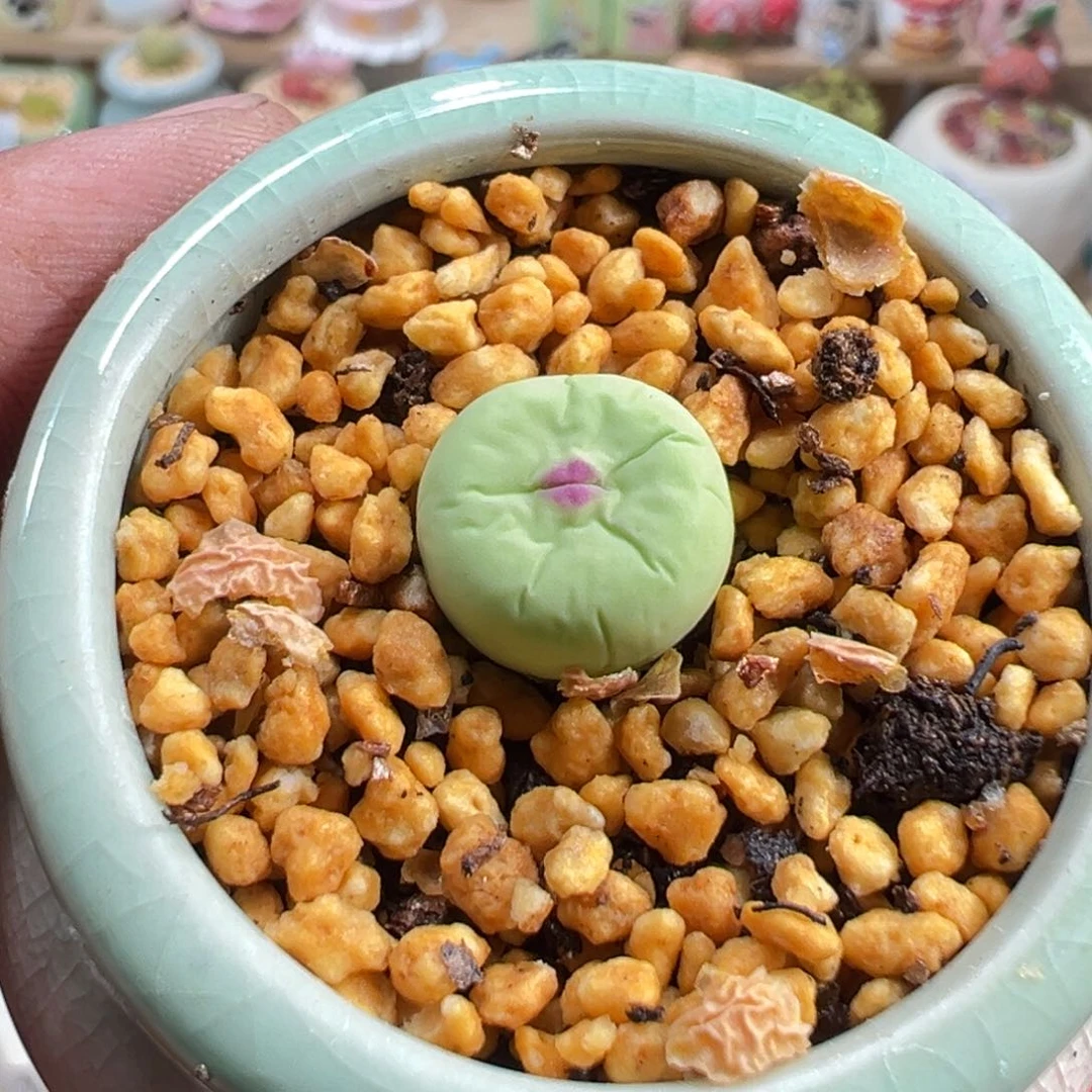 多肉植物实付9.9包邮254