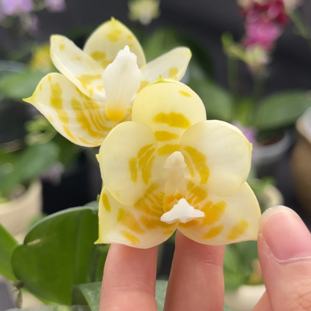 完全开放2.5寸雅风情歌开花株