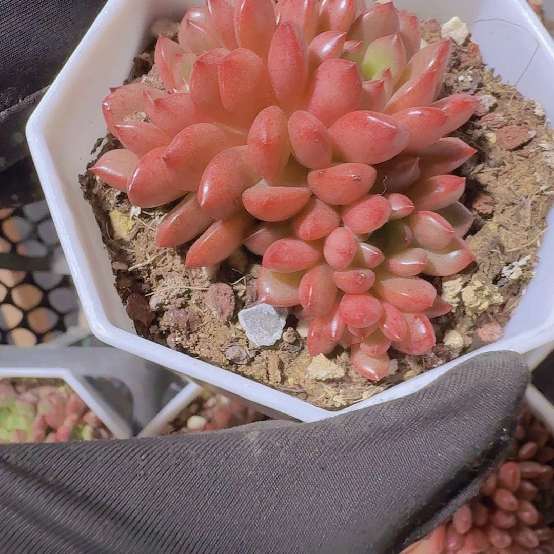 精品红宝石多肉植物