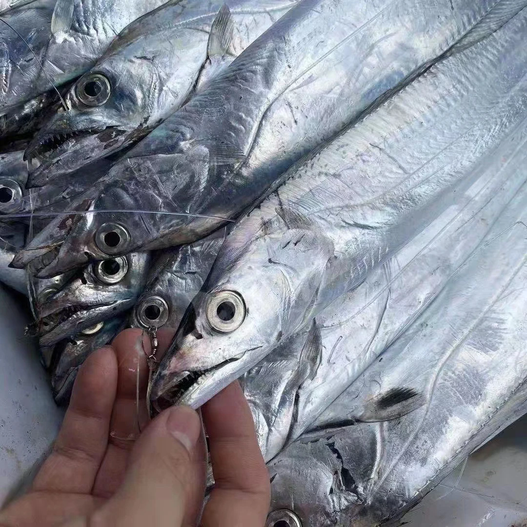 野生小眼油钓带鱼 无冰净重