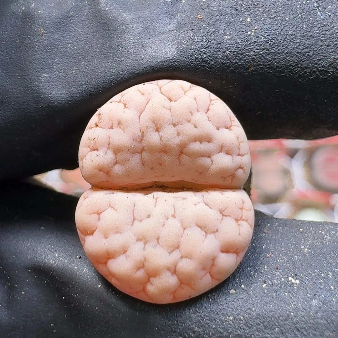 菲***崽生石花111111克。   233