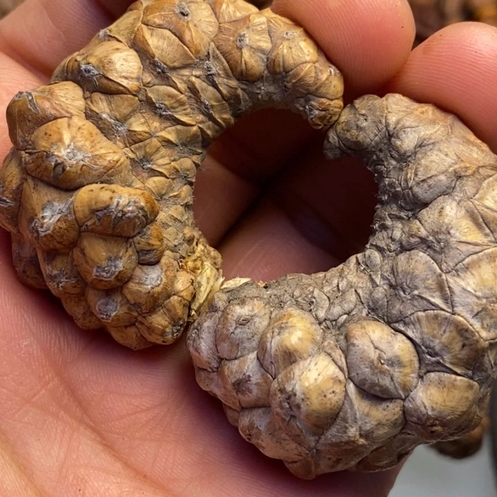 文玩核桃吊坠拿姐工艺101