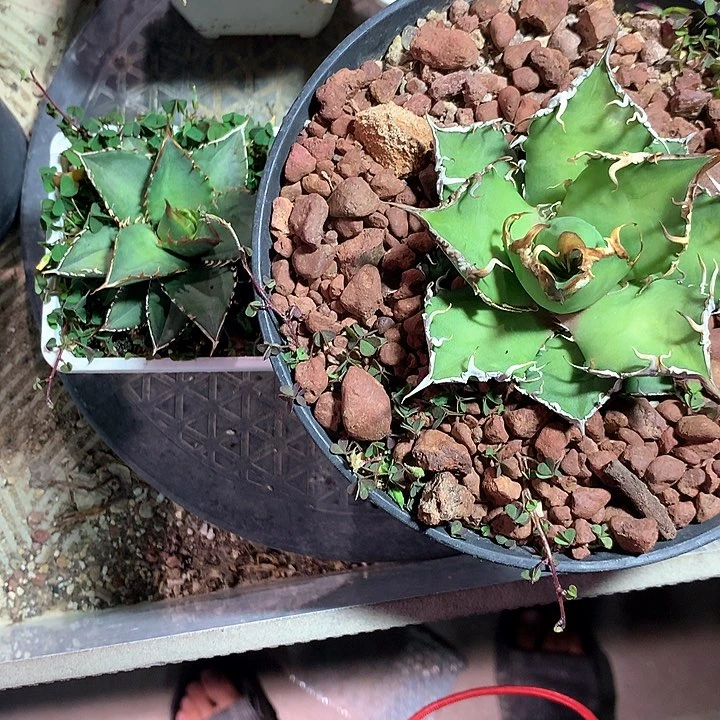 趙****凯撒 海王龙舌兰 裸根发货