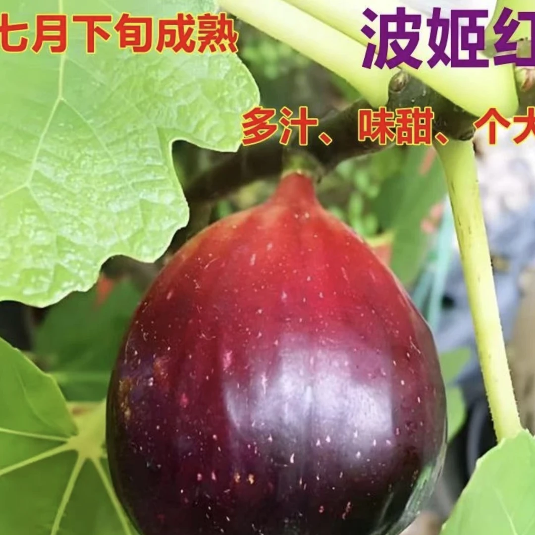 【无花果波姬红】盆栽当年结果原盆原土【带青果发货】