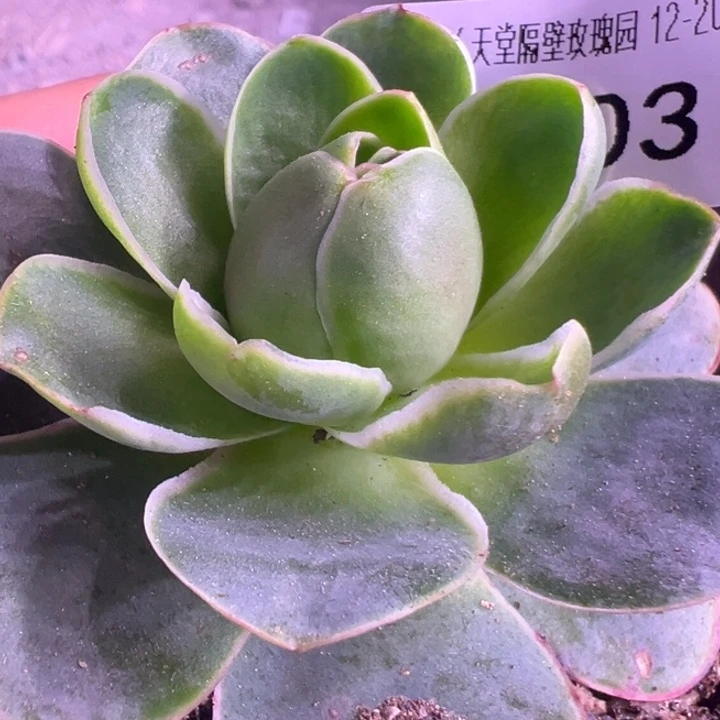 三碗003  勺叶不知名福利