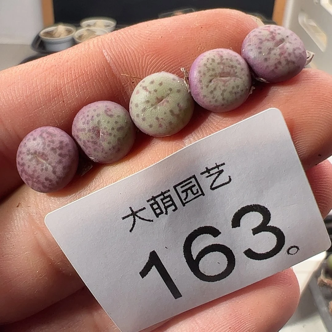 一物一拍1424.2芒果果蛋蛋163