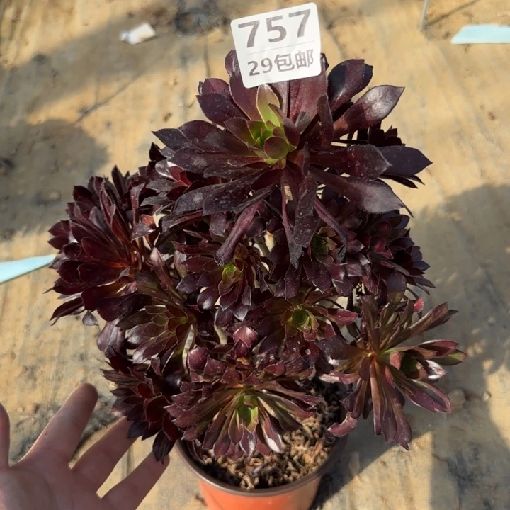 黑法师……多肉植物……