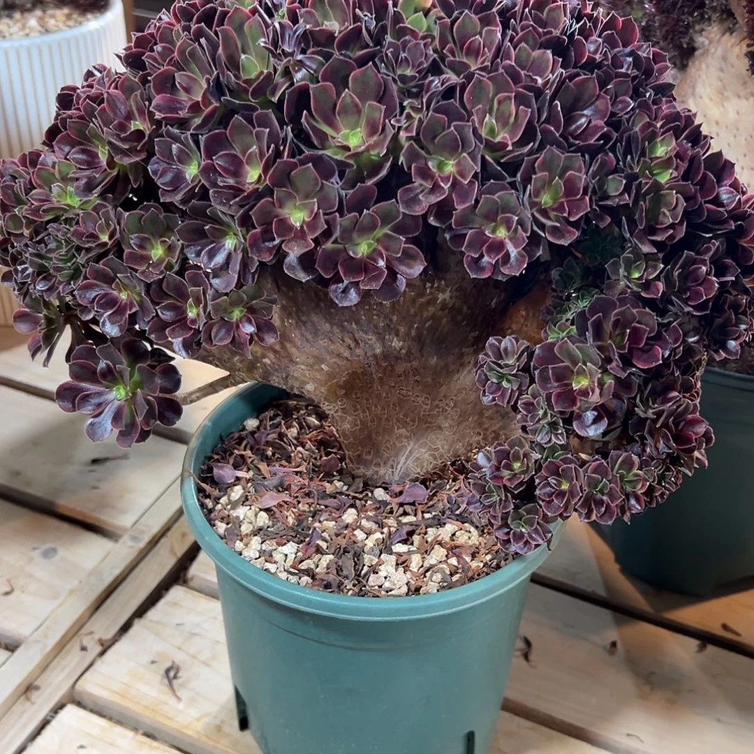 欧嘉莉整版全朵朵老桩厚板