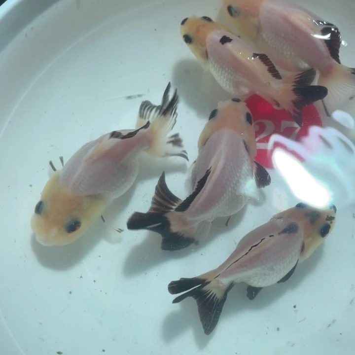 金鱼玛丽金鱼链接