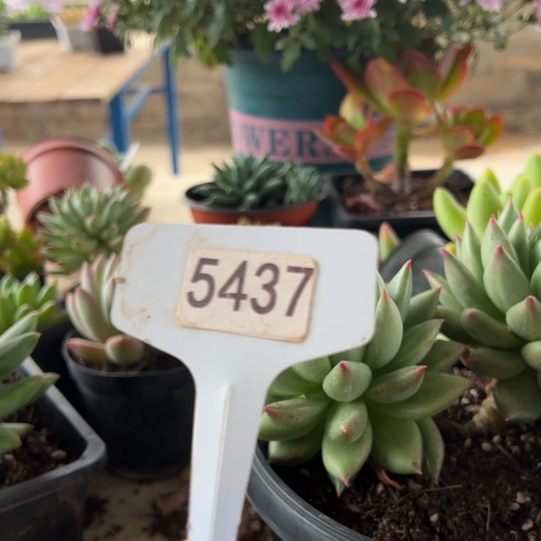 【闪购商品】小*宝5437。 1111111111