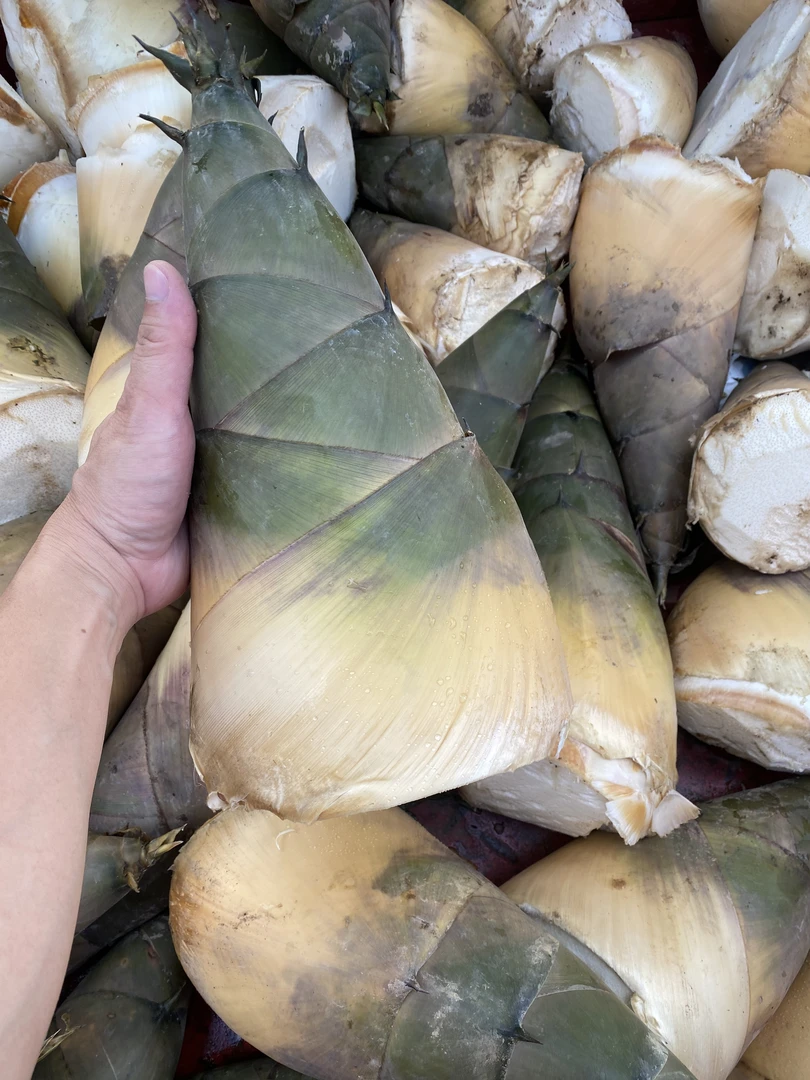 【广西天峨麻竹笋】已焯水的笋片+酸笋丝板栗