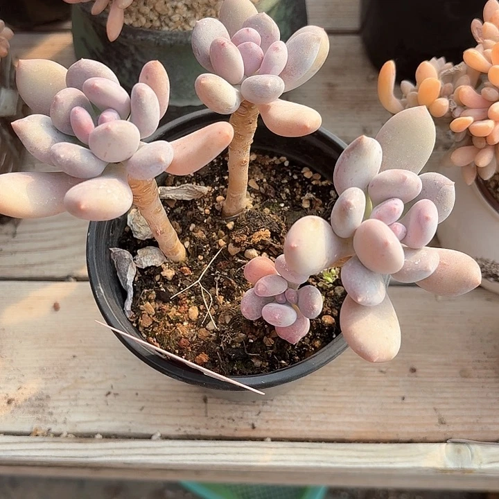 依*◎ v x ch h f h 282