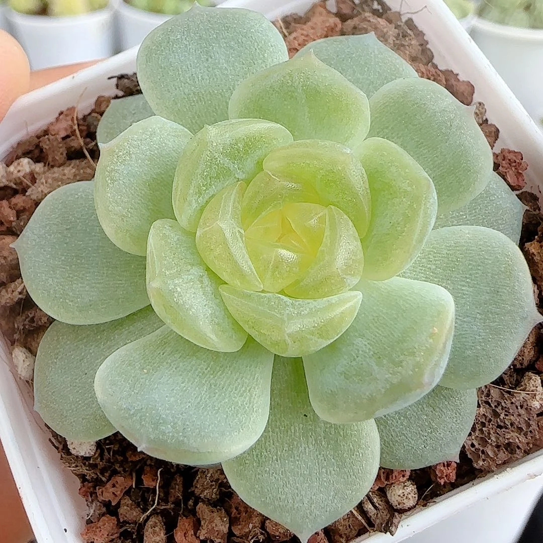 【闪购商品】0919-73无尽灯
