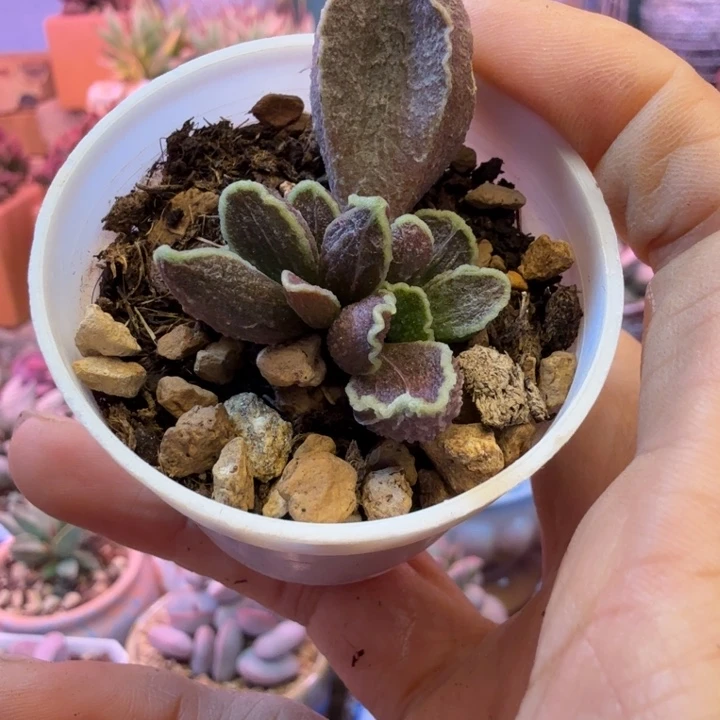 用***月水蜜桃和草莓都很好吃的