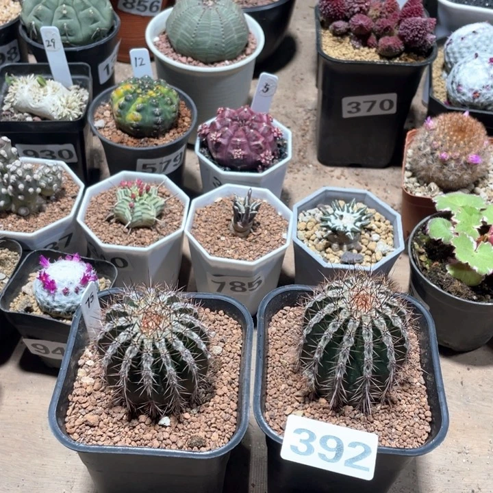 成*功392实生西瓜球2颗