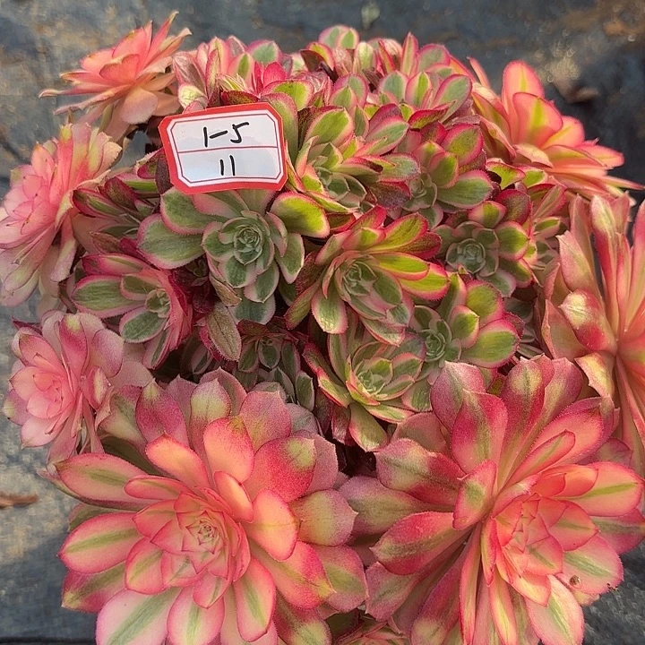 绿体荔枝有砍多肉法师不包损11