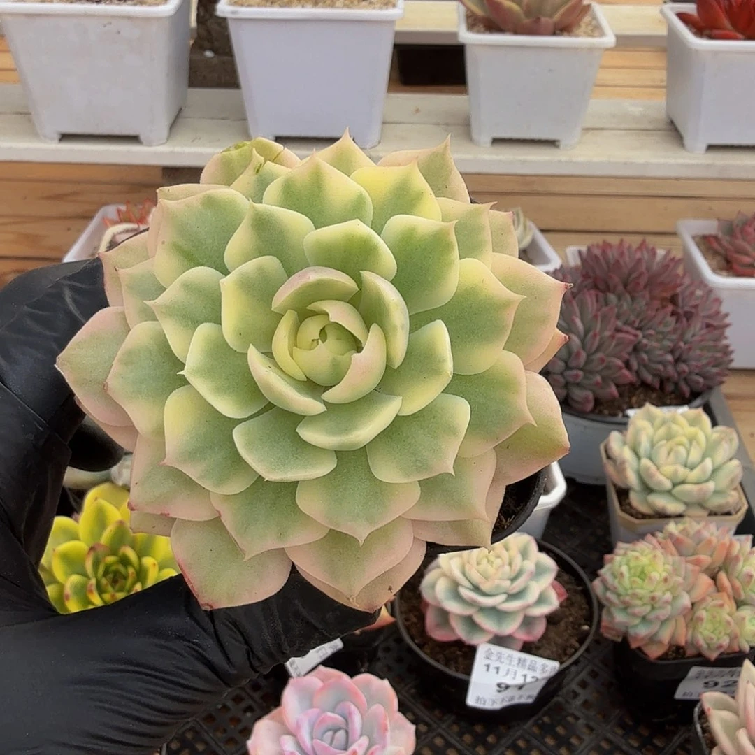 1112-95沙漠玫瑰锦