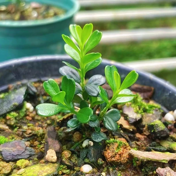 高端迷你苹果叶赛珍珠黄杨凤米小苗爱心叶凤凰山米叶微盆景绿植物