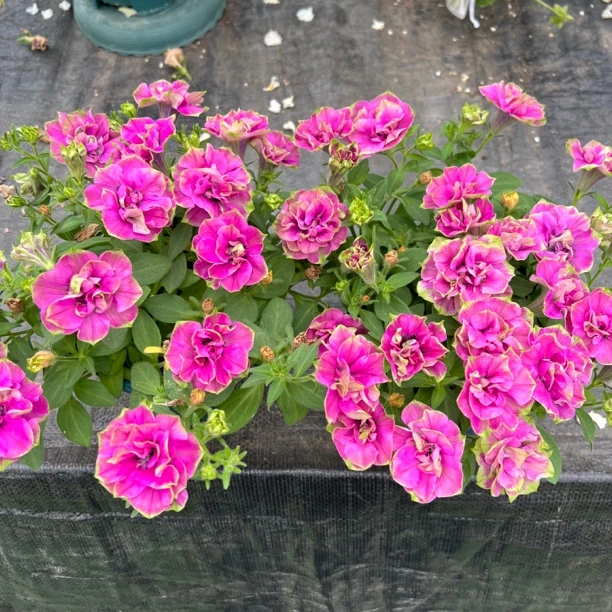 【重瓣矮牵牛】可垂吊花期长花量大阳台庭院