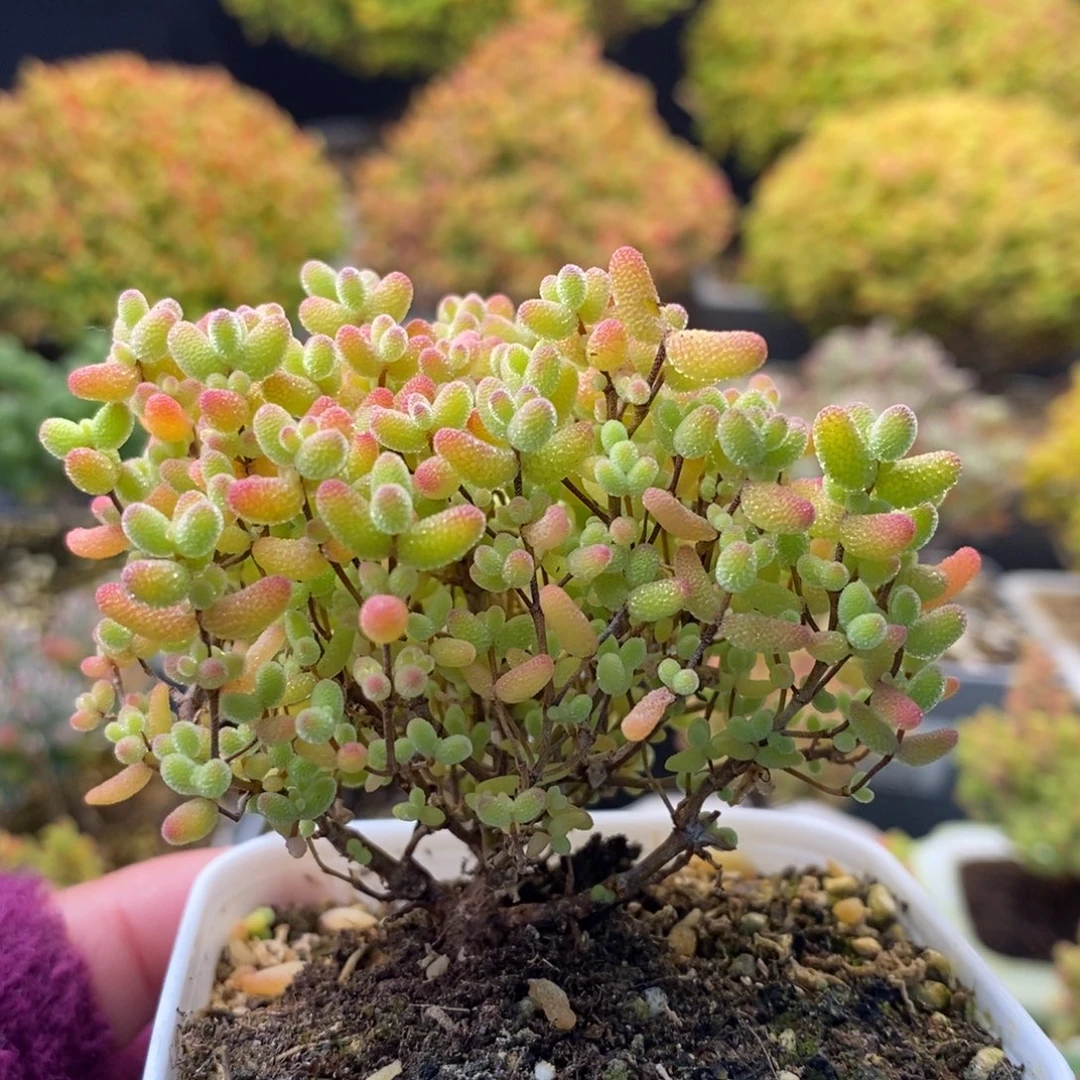 084蜜橘糖球 。