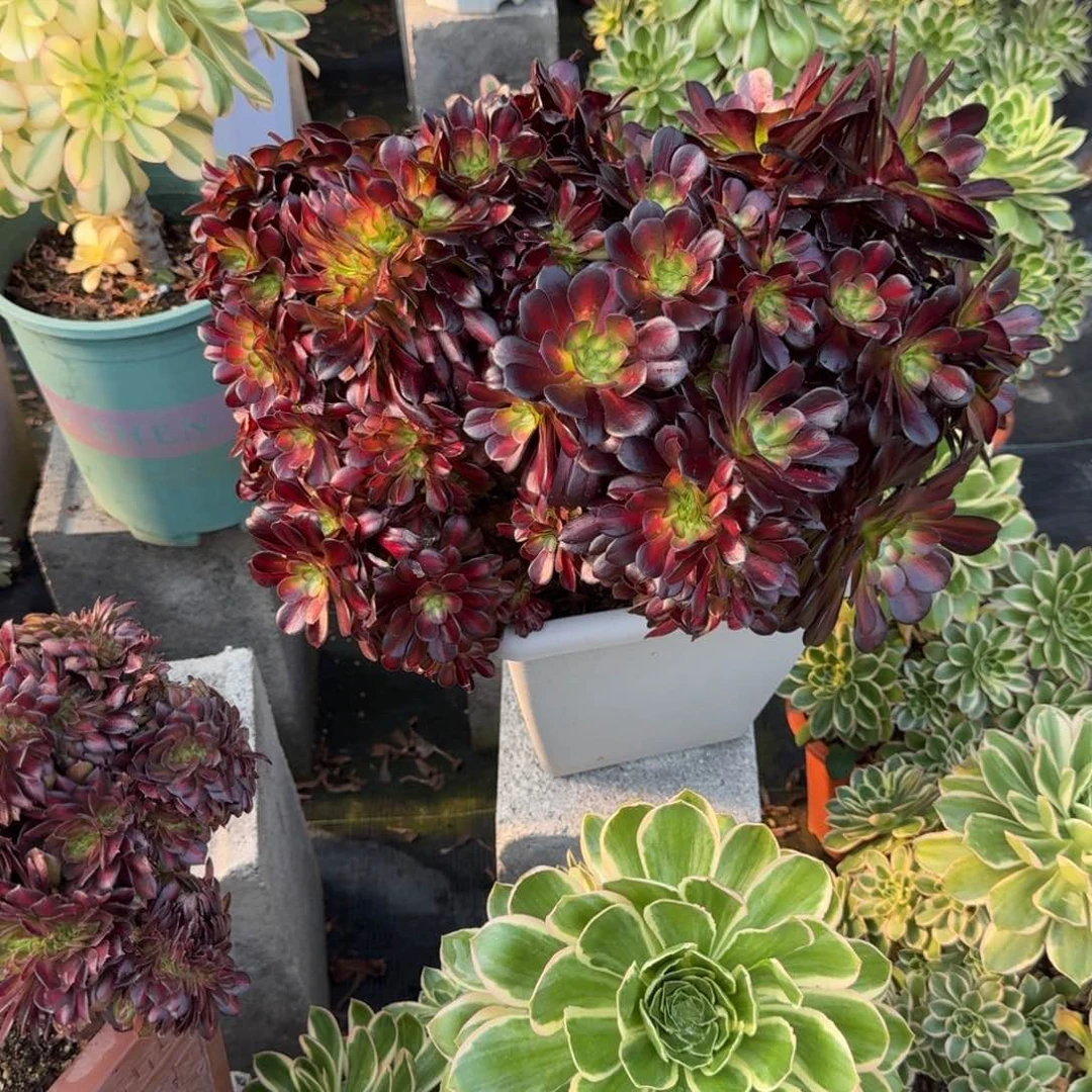 七*花好月又圆0305～97