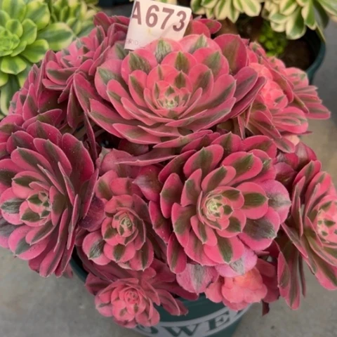 673女巫20厘米左右