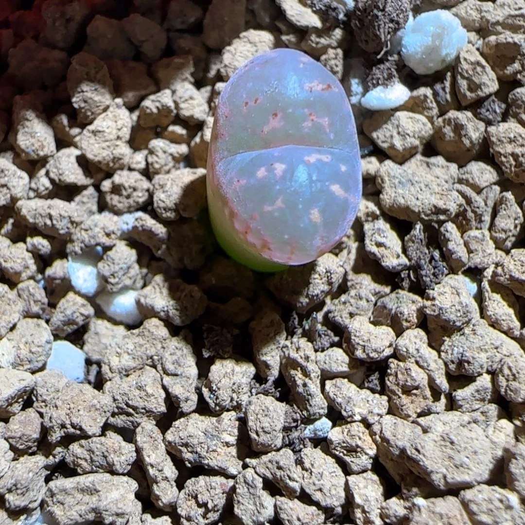 肉锥多肉植物组合-爱心勋章366