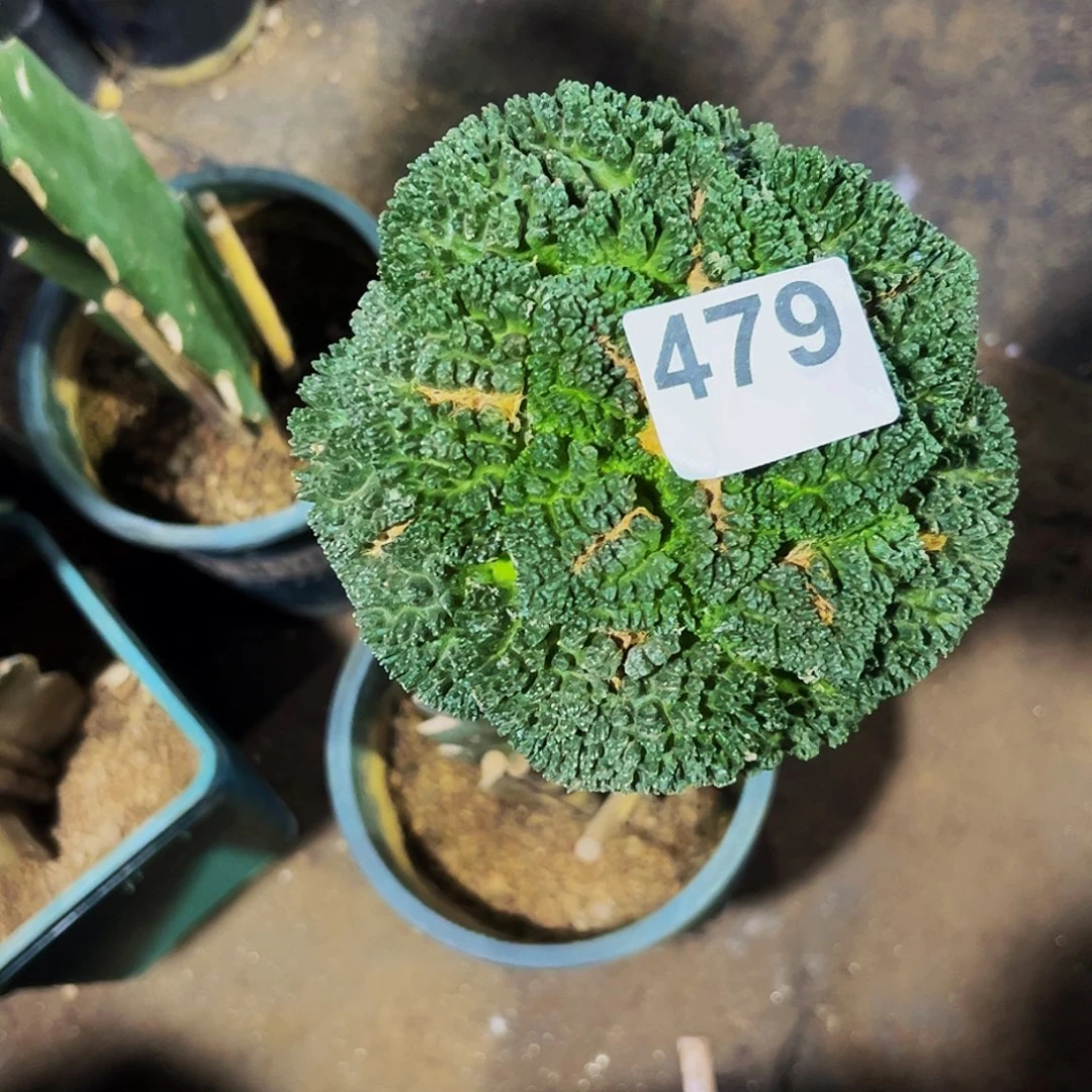 小***胖无花朵福利哥斯拉牡丹479
