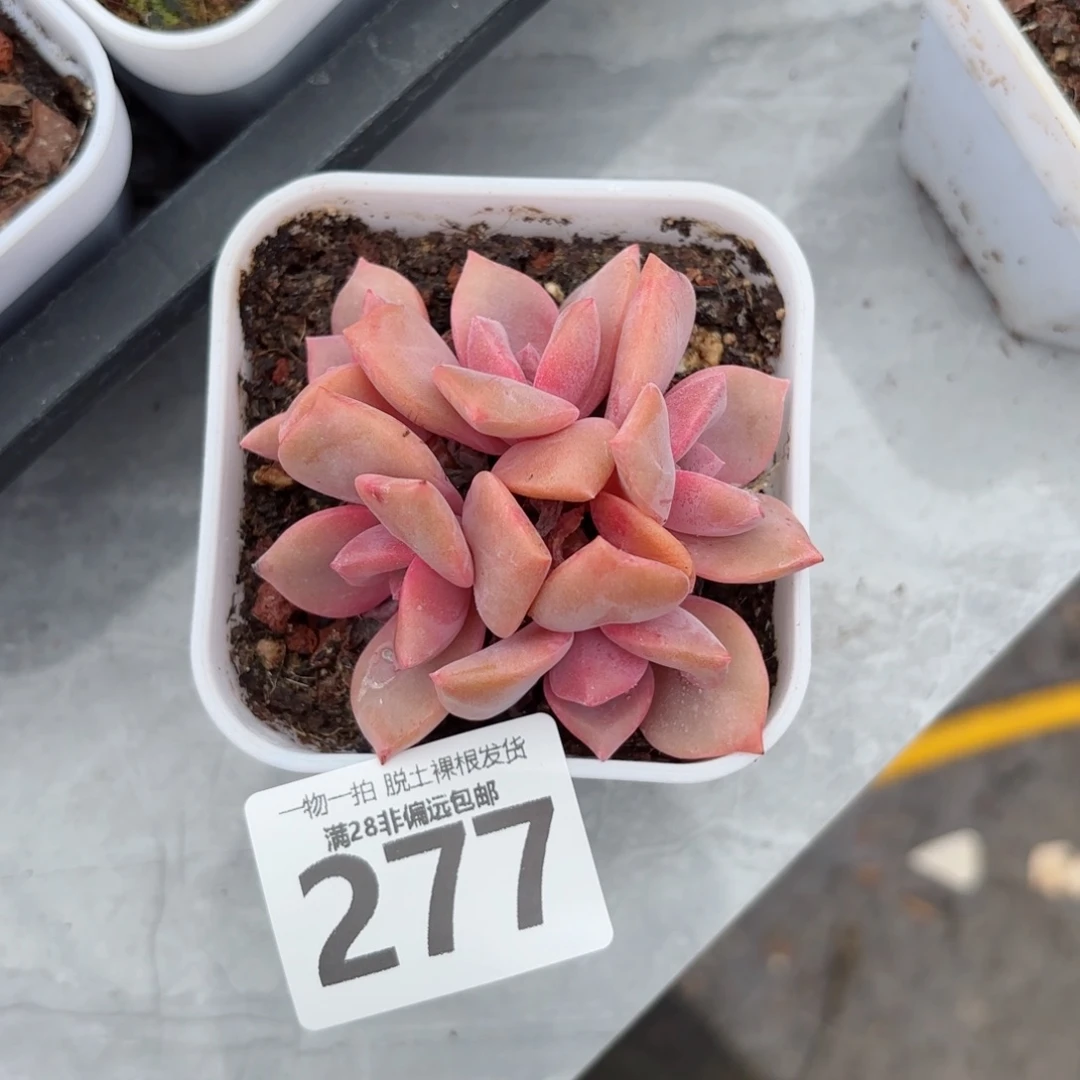 彩虹糖无盆土发货