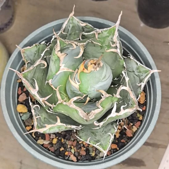 正版白鲸龙舌兰直径10