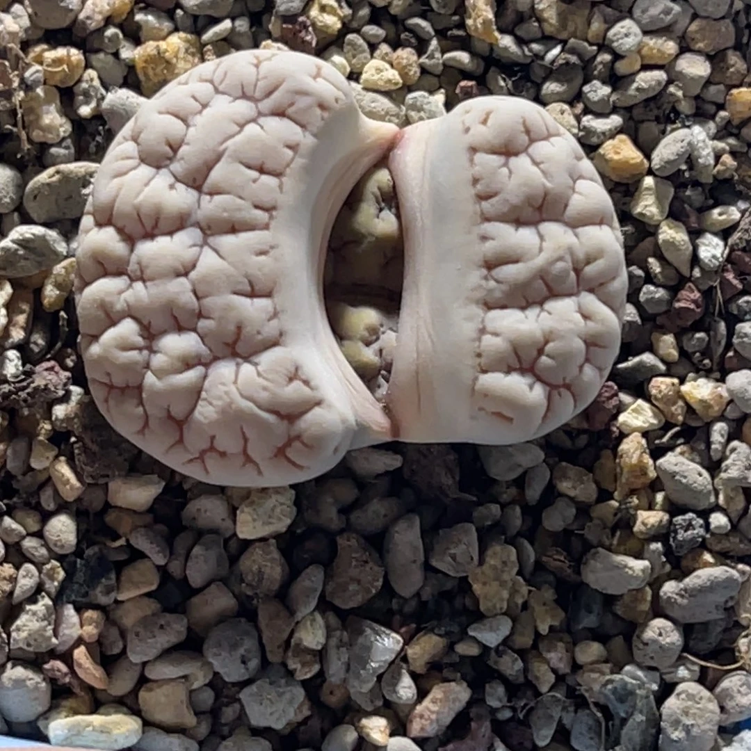 5781白底凹凸189粗纹尺寸3.3