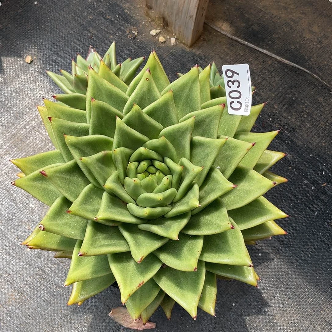 若如东云单拍C039