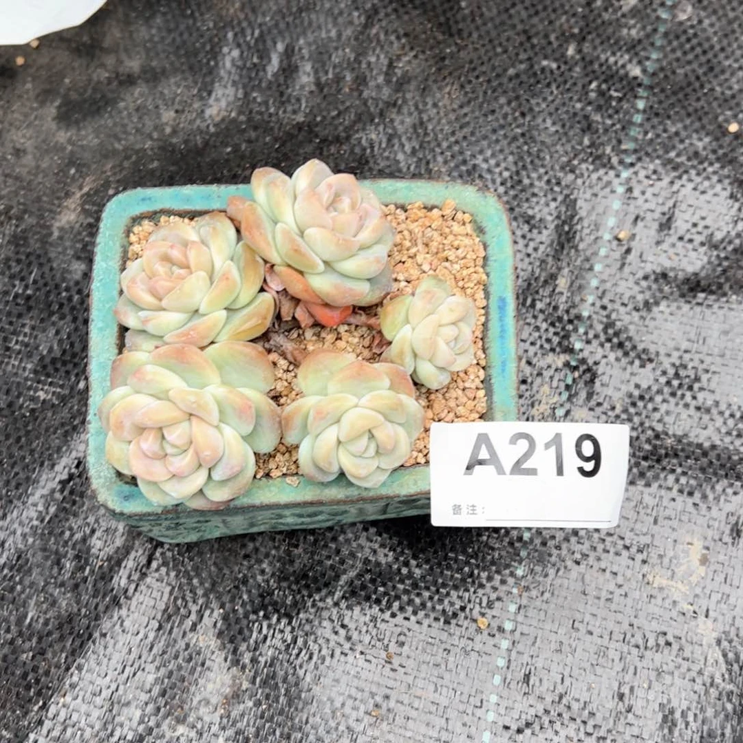 丫*219多肉多肉多肉多肉多肉