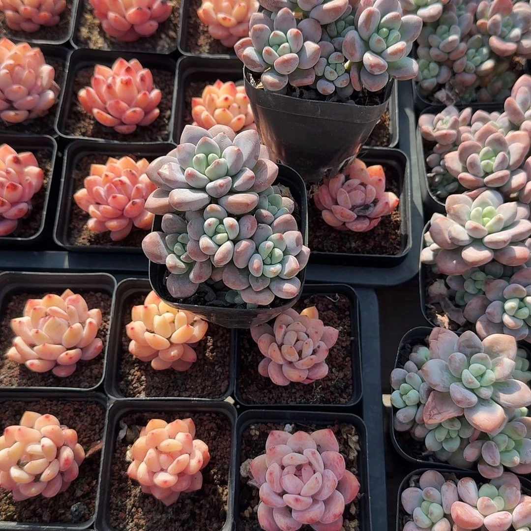 红洛神特价多肉植物