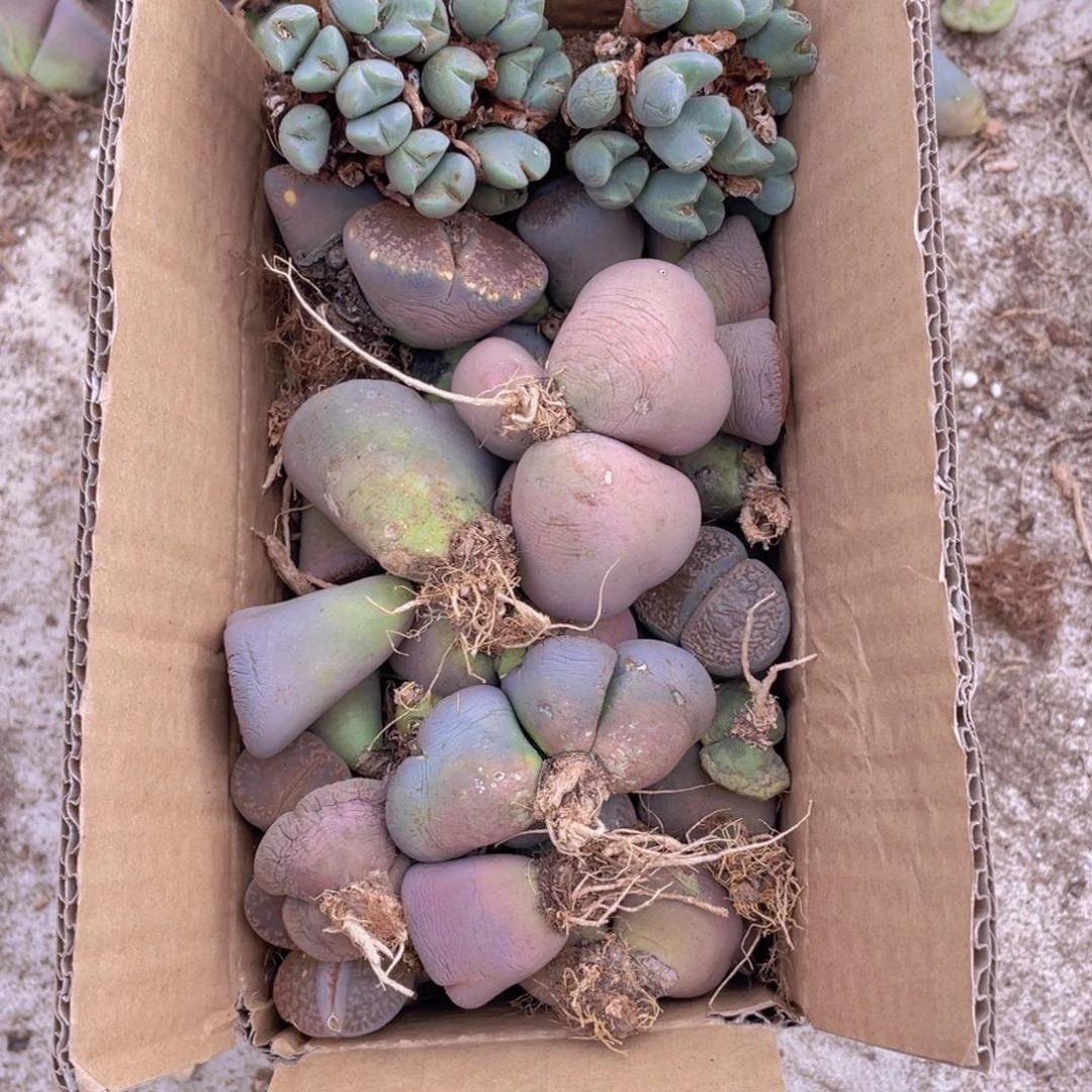 一箱母本88888888888