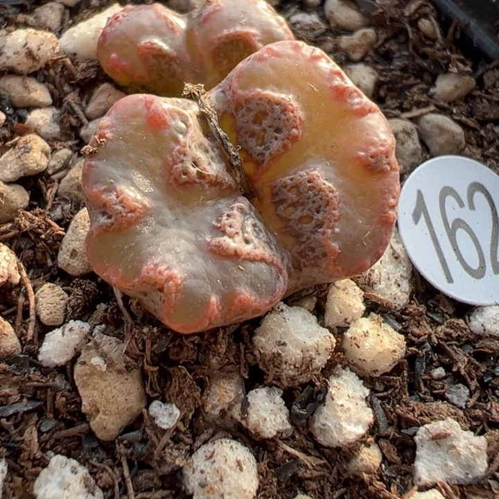 162号111111111111111111