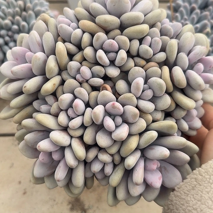 桃蛋多肉植物的生长
