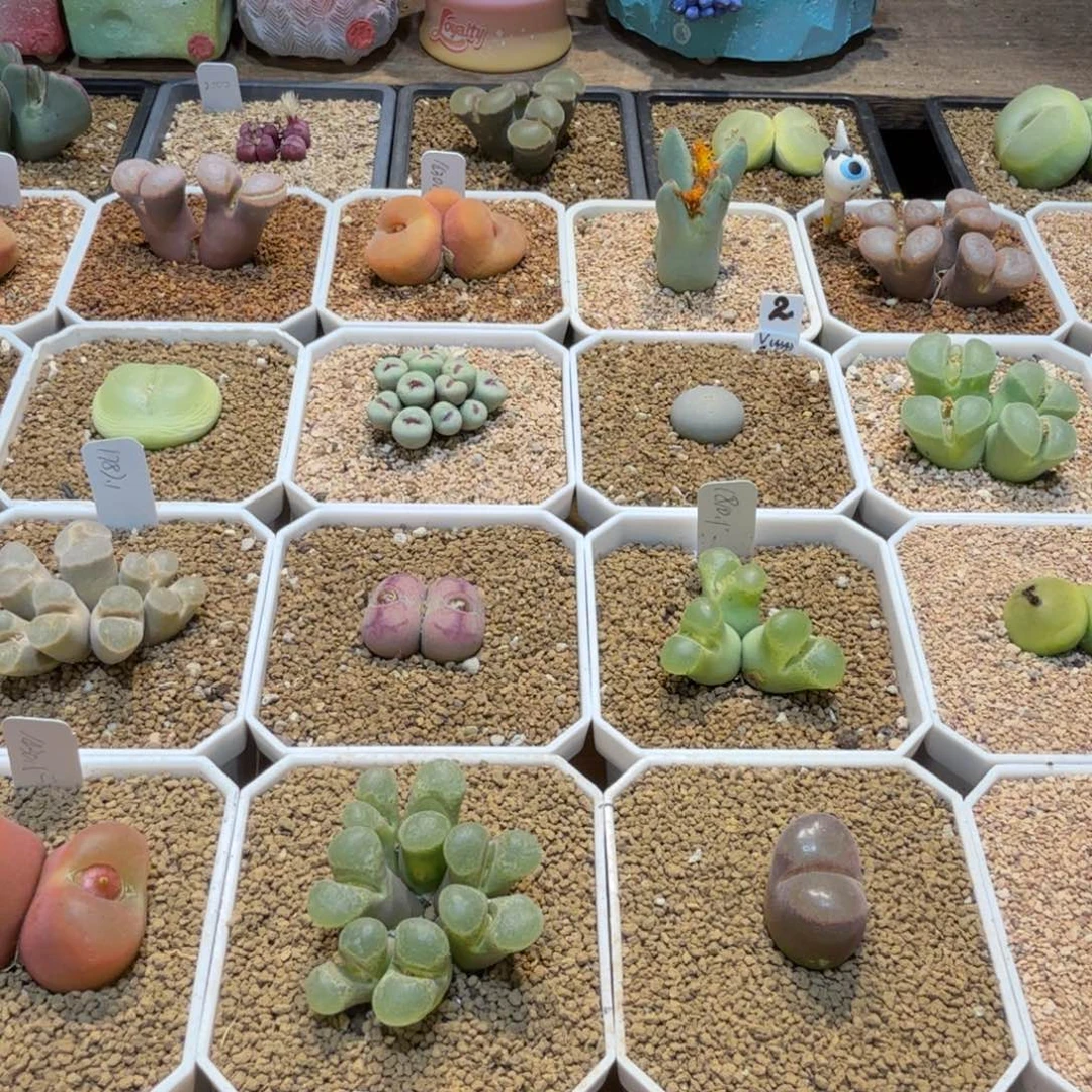 呜***呼多肉多肉多肉卓念念35元