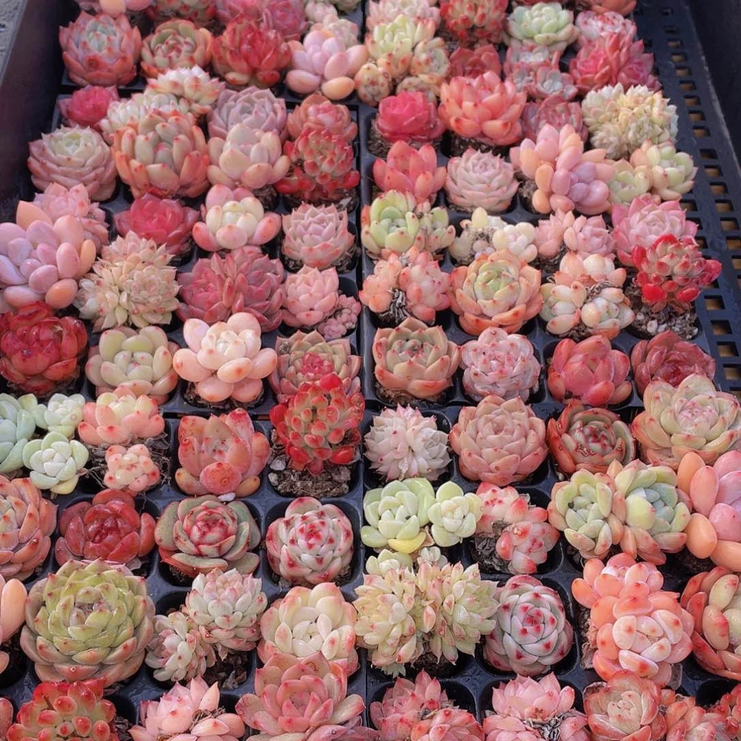 量拍71号 精品小可爱组合多肉20个