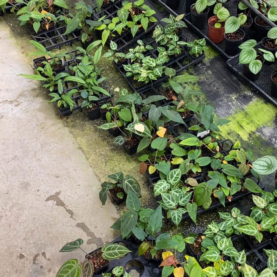 不开花植物10颗杂交小苗