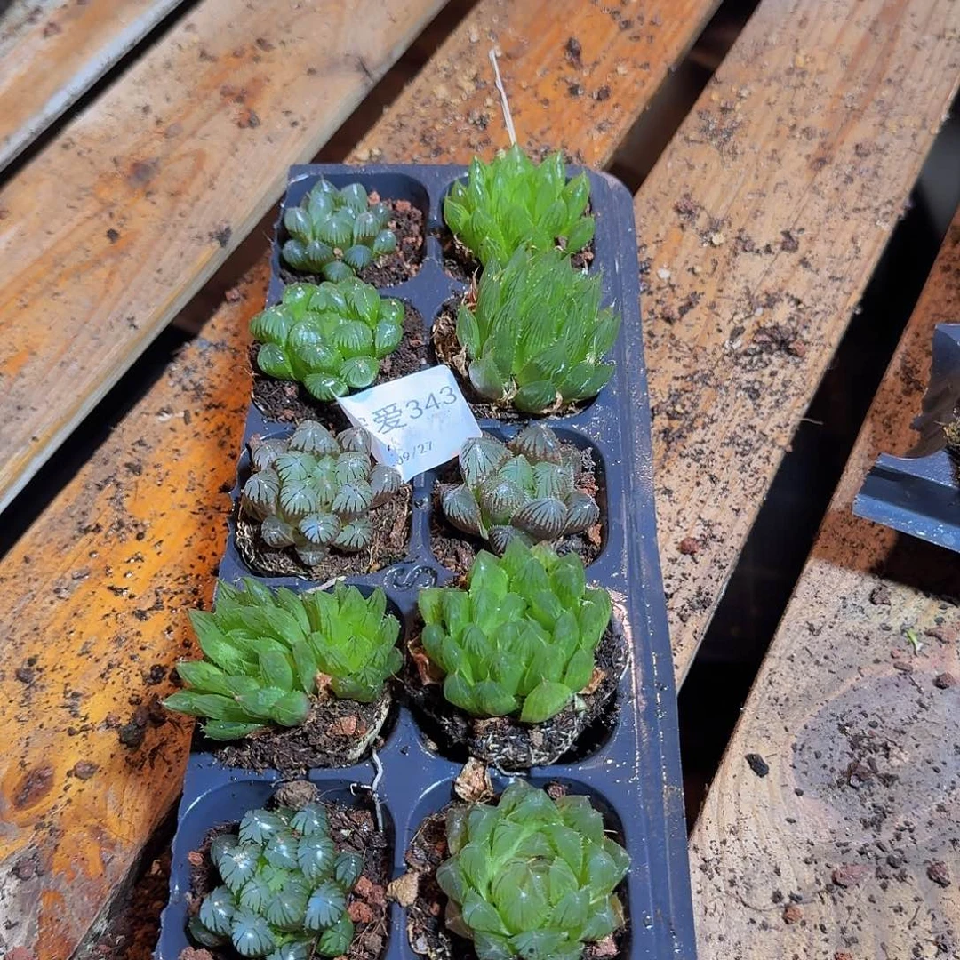直播福利一物一拍343