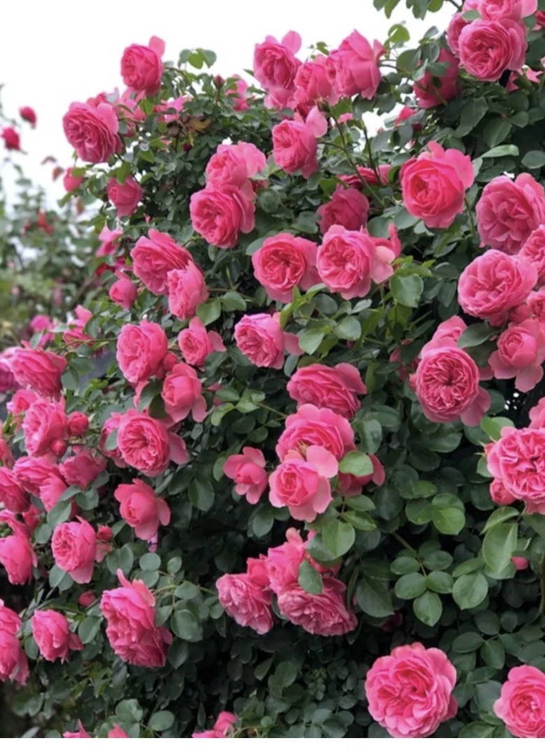 【新疆包邮】粉色达芬奇爬藤月季爬藤花月季花月季爬藤藤本月季
